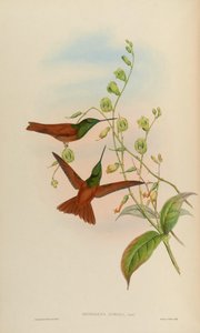 Diphogena aurora = Coeligena iris aurora door John Gould
